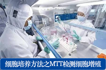 細胞培養(yǎng)方法之MTT檢測細胞增殖