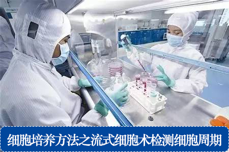 細(xì)胞培養(yǎng)方法之流式細(xì)胞術(shù)檢測(cè)細(xì)胞周期