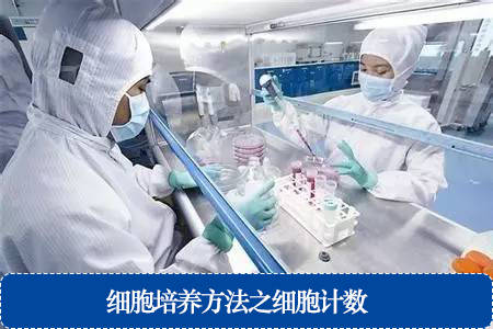 細胞培養(yǎng)方法之細胞計數(shù)